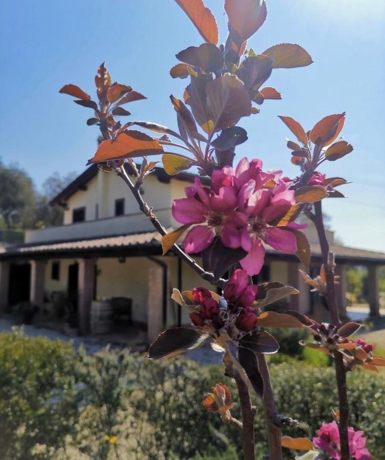 Bed and Breakfast Casale Terre Rosse Garden Saturnia Esterno foto